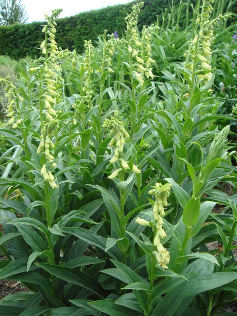 Digitalis ambigua